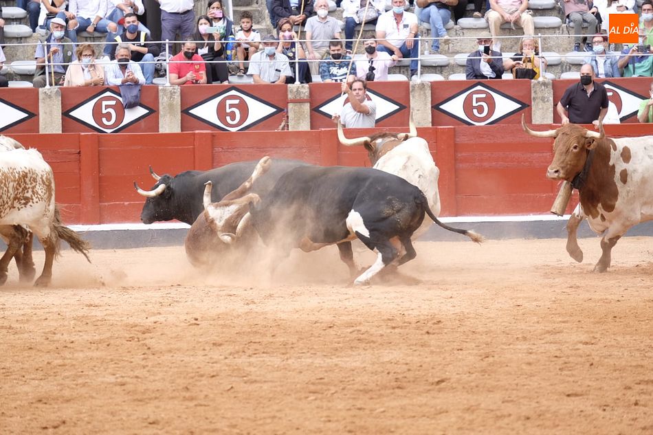 Foto 6 - Se inutilizan dos toros de Galache durante el desenjaule de Salamanca