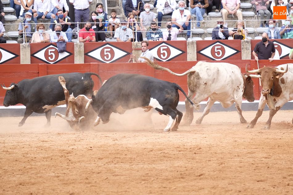 Foto 5 - Se inutilizan dos toros de Galache durante el desenjaule de Salamanca