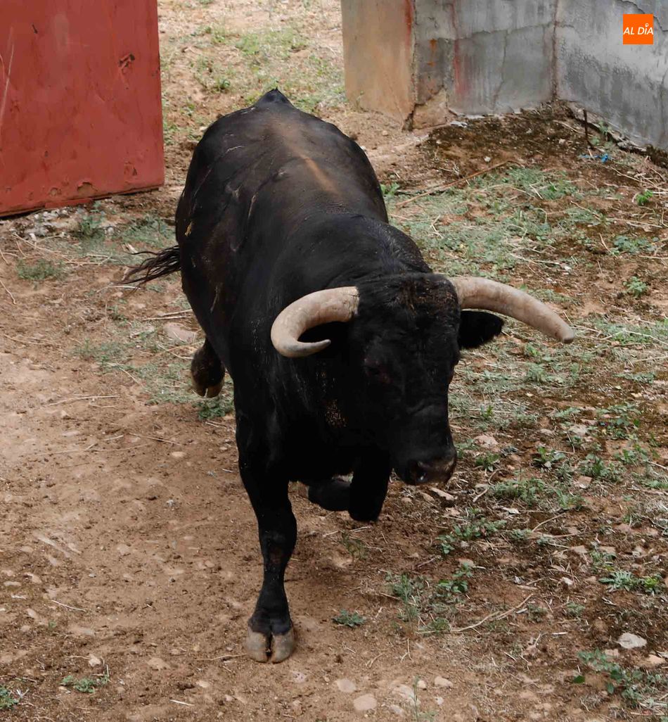 Foto 3 - Sorteo y apartado de los toros para la primera corrida de la Feria de Salamanca