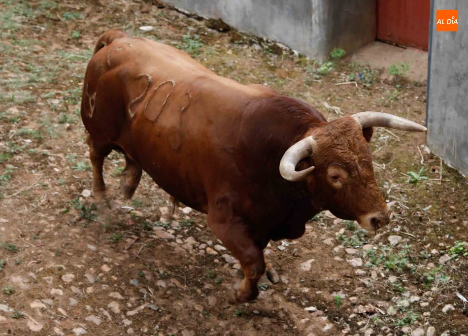 Foto 2 - Sorteo y apartado de los toros para la primera corrida de la Feria de Salamanca