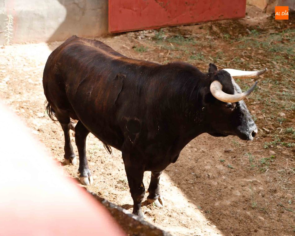 Foto 4 - Sorteo y apartado de los toros para la segunda de abono de la Feria de Salamanca
