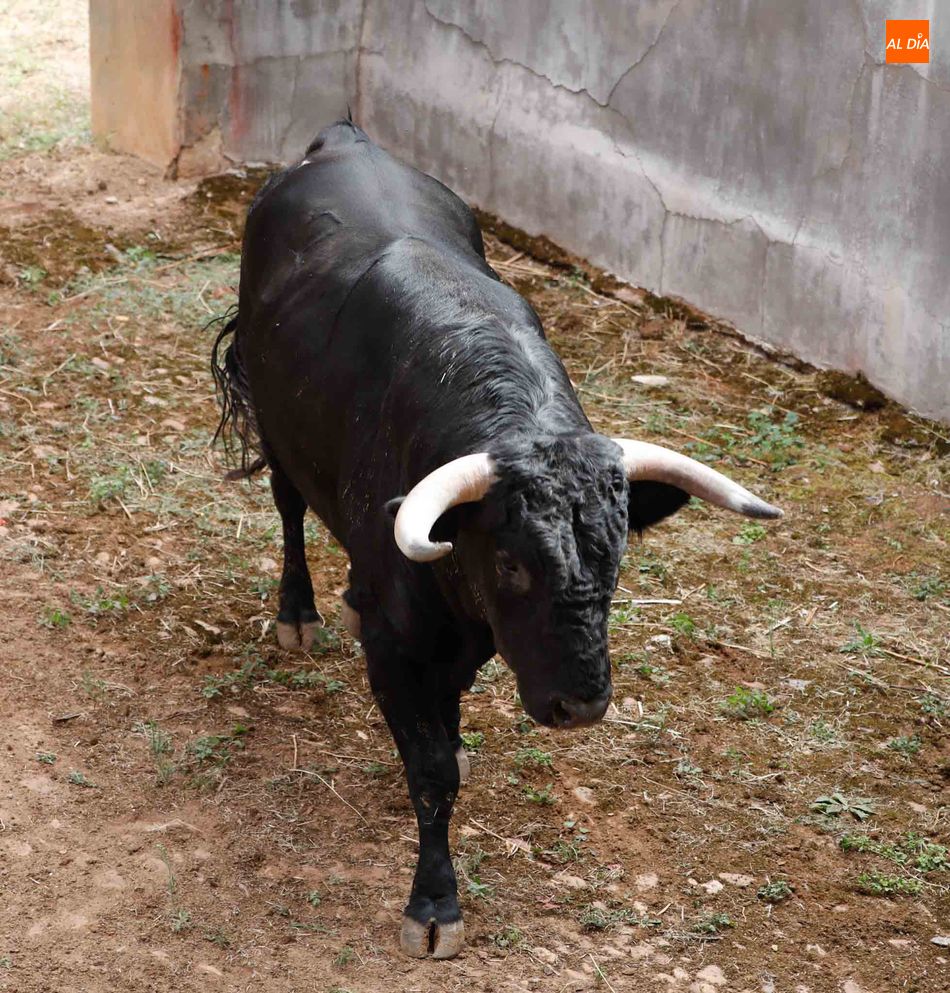 Foto 2 - Sorteo y apartado de los toros para la segunda de abono de la Feria de Salamanca