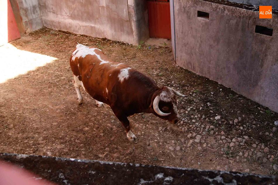 Foto 4 - Sorteo y apartado de los toros del cuarto festejo de la feria de Salamanca