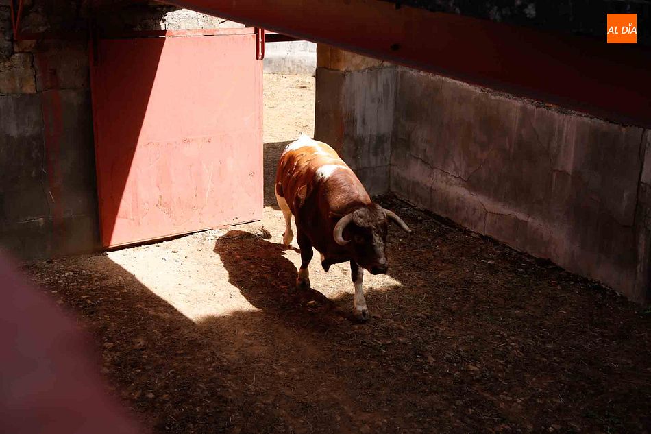 Foto 3 - Sorteo y apartado de los toros del cuarto festejo de la feria de Salamanca