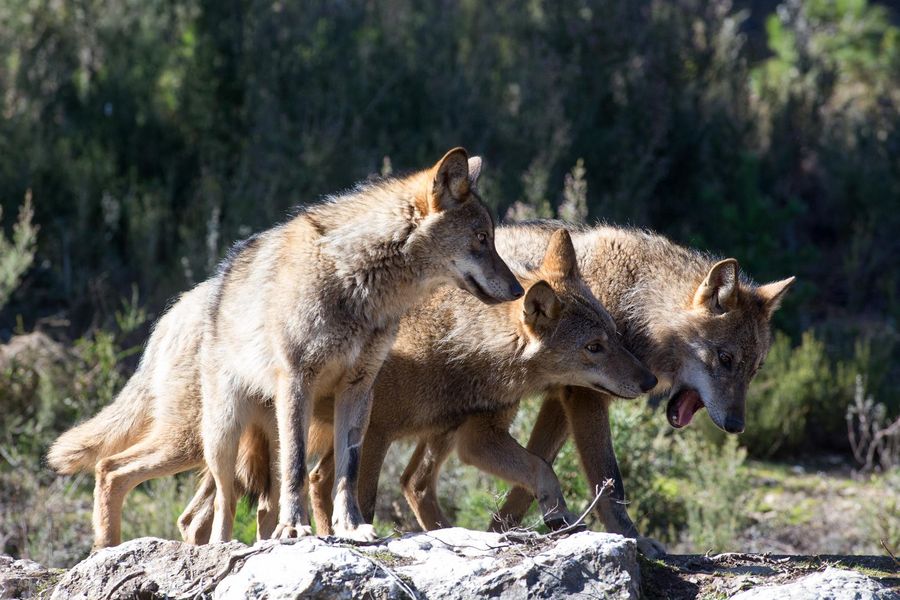La prohibición de la caza del lobo supone 