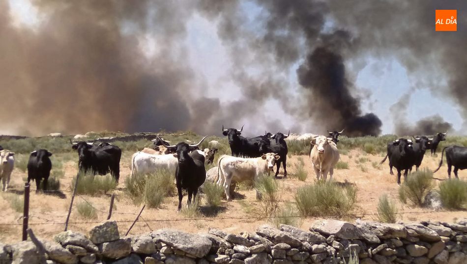 El problema para los ganaderos persiste a pesar de haberse extinguido el incendio / CORREDERA