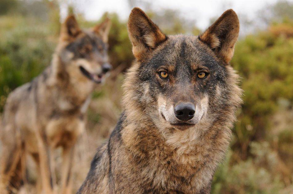 Foto 1 -  Escrito de CyL, Asturias, Cantabria y Galicia al Gobierno para la retirada del borrador de la Estrategia del lobo