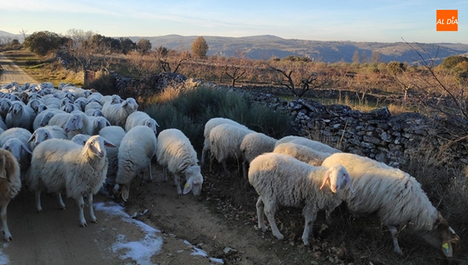 Recorrido pastoril en Mieza; las Arribes y Portugal, al fondo (enero 2021).