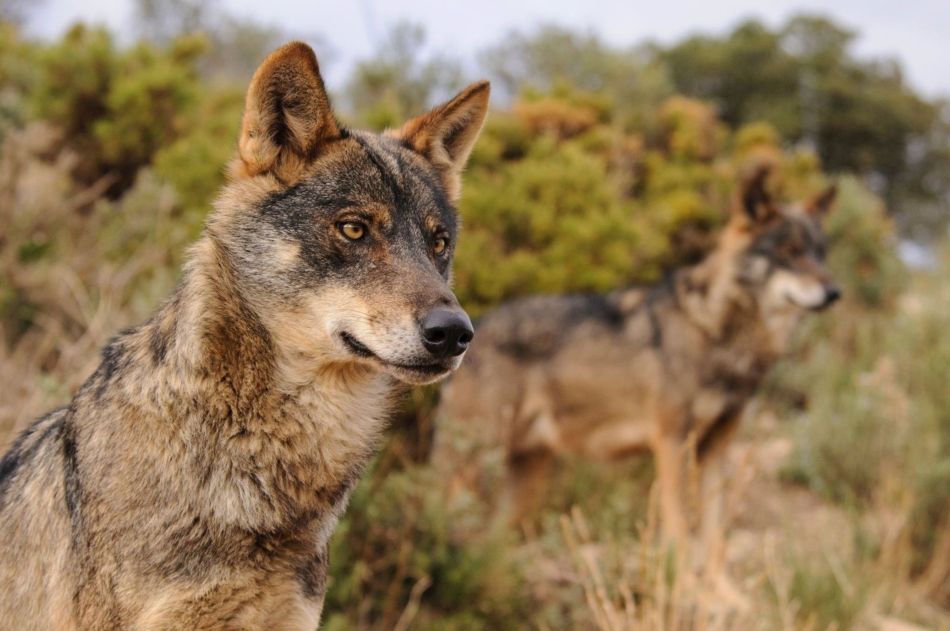 Foto 1 - La Comisión Estatal para el Patrimonio Natural y la Biodiversidad rechaza el borrador de Estrategia del lobo del Miteco