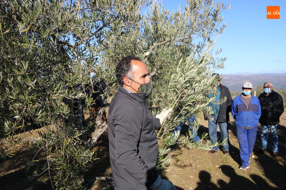 El biólogo Rafael Navarro ofreció una excelente clase de poda  de olivos en Villarino / CORRAL