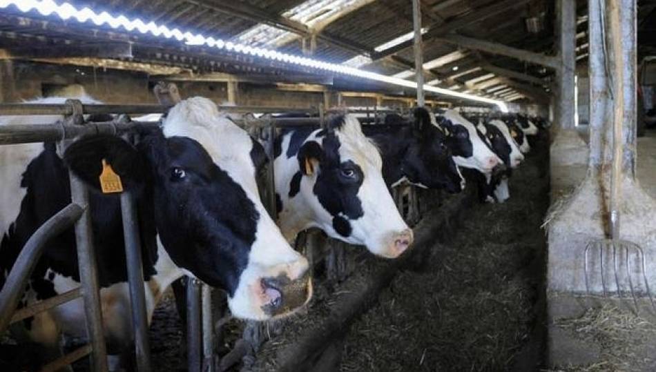 El sector lácteo pasa dificultades serias en la Comunidad debido al precio que imponen las industrias