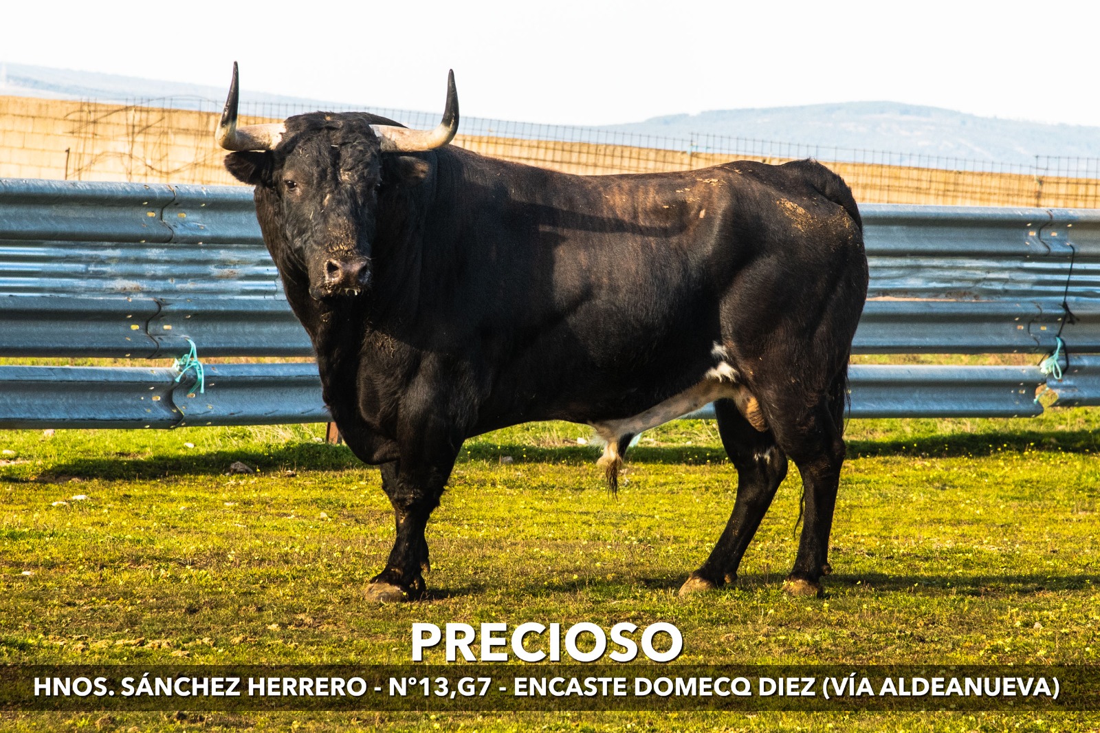 Foto 2 - Jareño, Noterito y Precioso optan a ser el Toro del Antruejo del Carnaval 2022