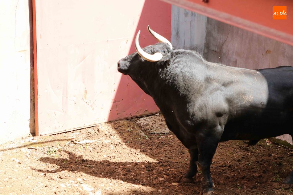 Foto 6 - Listos los seis toros de Núñez del Cuvillo para la quinta de abono