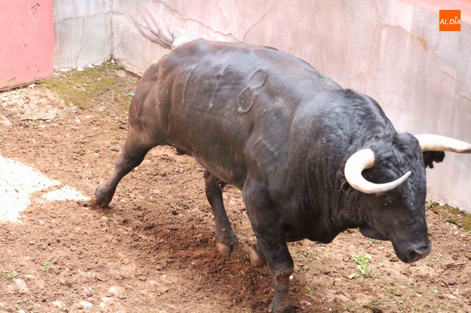 Foto 5 - Listos los seis toros de Núñez del Cuvillo para la quinta de abono