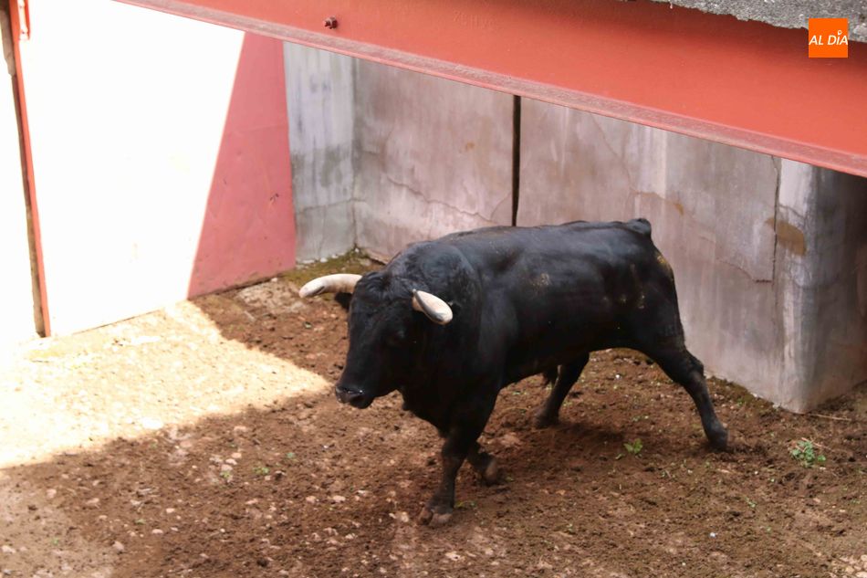 Foto 4 - Listos los seis toros de Núñez del Cuvillo para la quinta de abono
