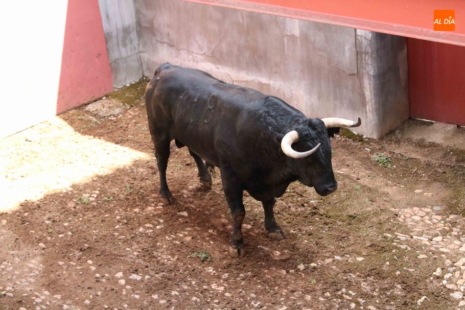 Foto 3 - Listos los seis toros de Núñez del Cuvillo para la quinta de abono
