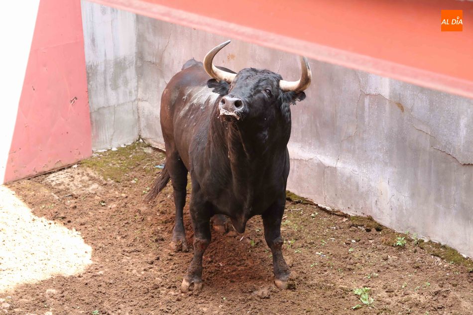 Foto 2 - Listos los seis toros de Núñez del Cuvillo para la quinta de abono