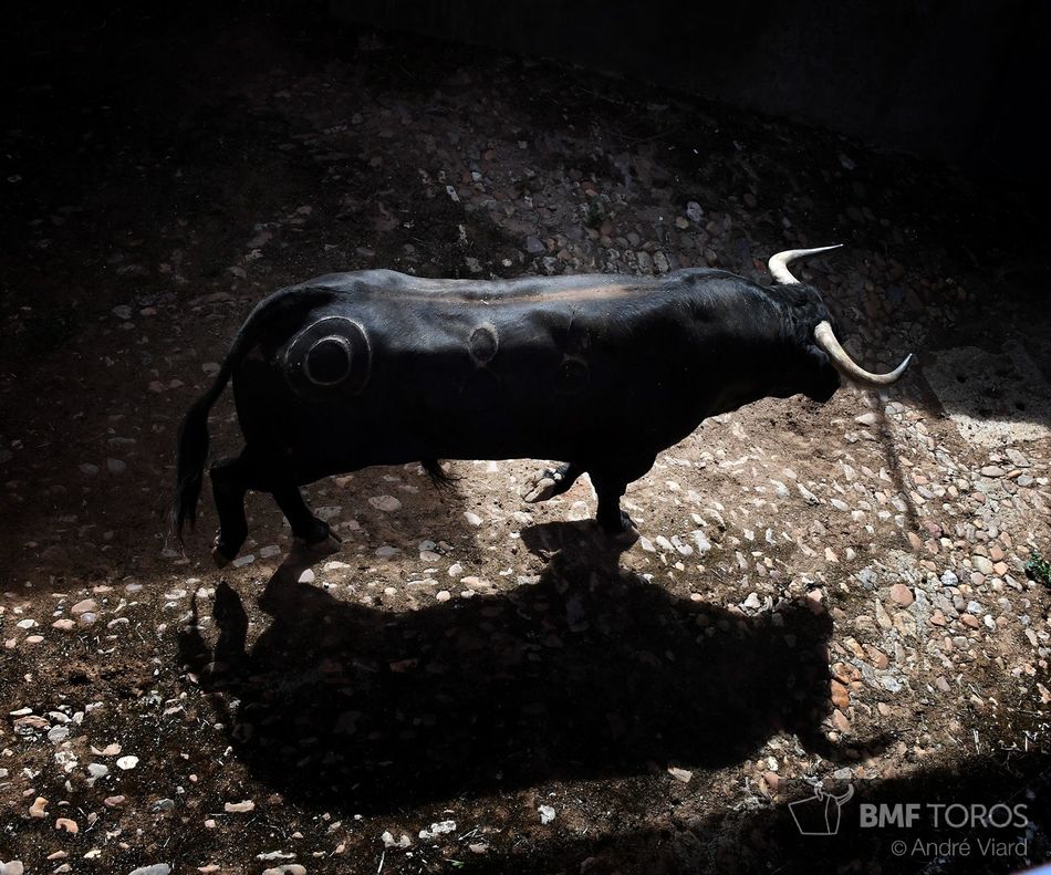 Foto 6 - Listos los toros de Montalvo para la presentación de Urdiales y Aguado en La Glorieta