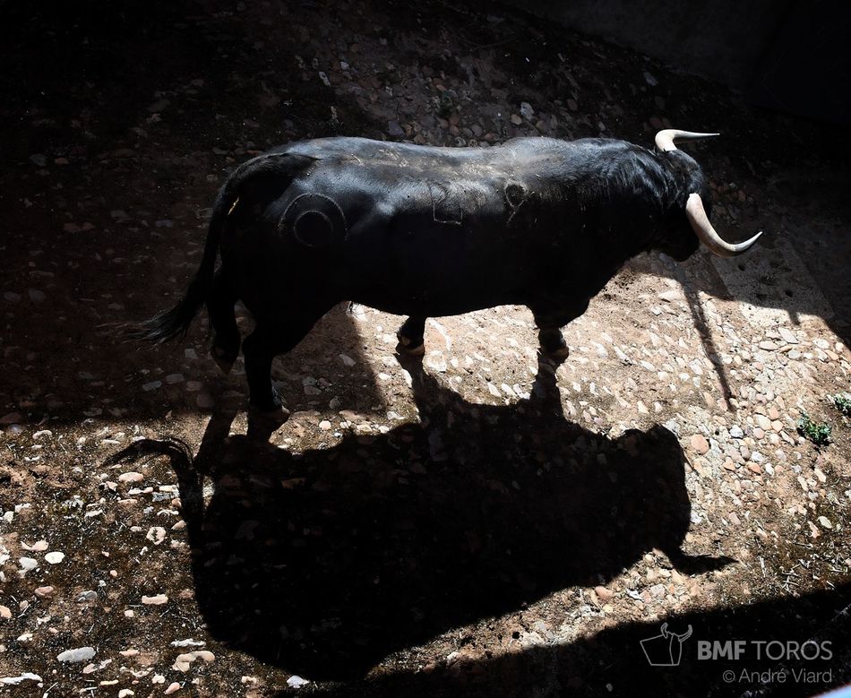 Foto 5 - Listos los toros de Montalvo para la presentación de Urdiales y Aguado en La Glorieta