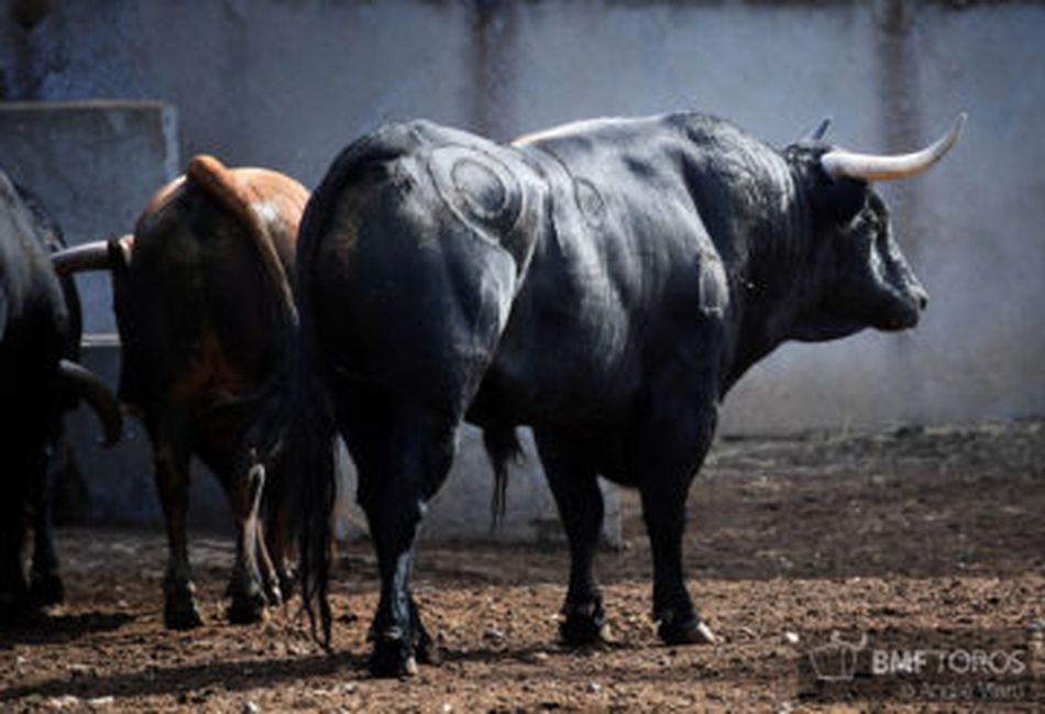 Foto 4 - Listos los toros de Montalvo para la presentación de Urdiales y Aguado en La Glorieta