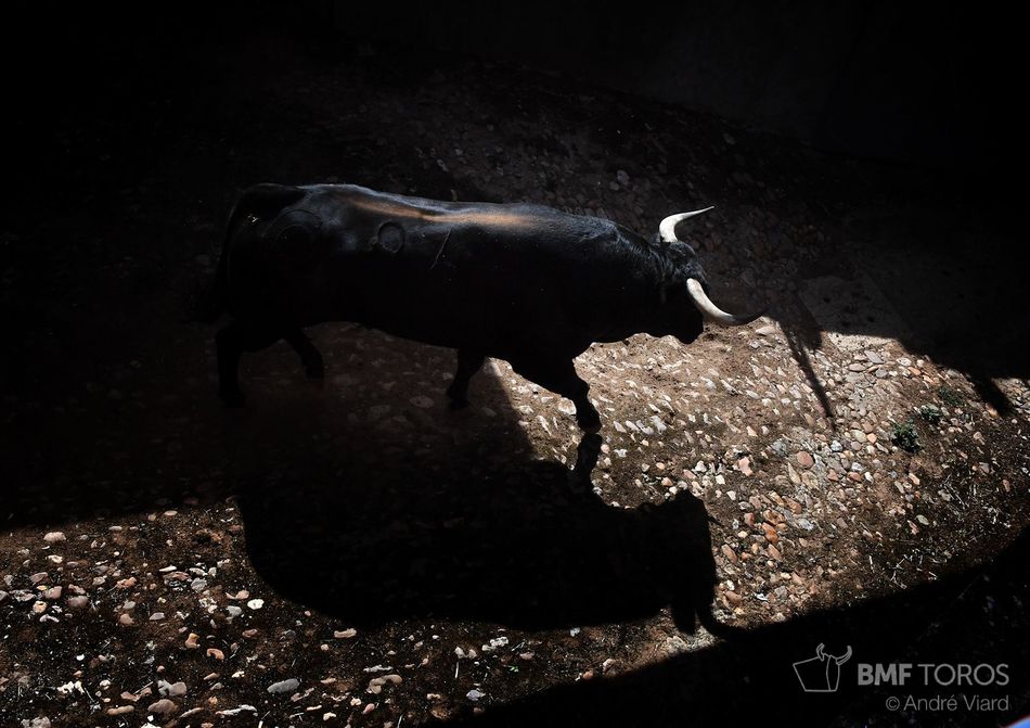 Listos los toros de Montalvo para la presentaci&oacute;n de Urdiales y Aguado en La Glorieta