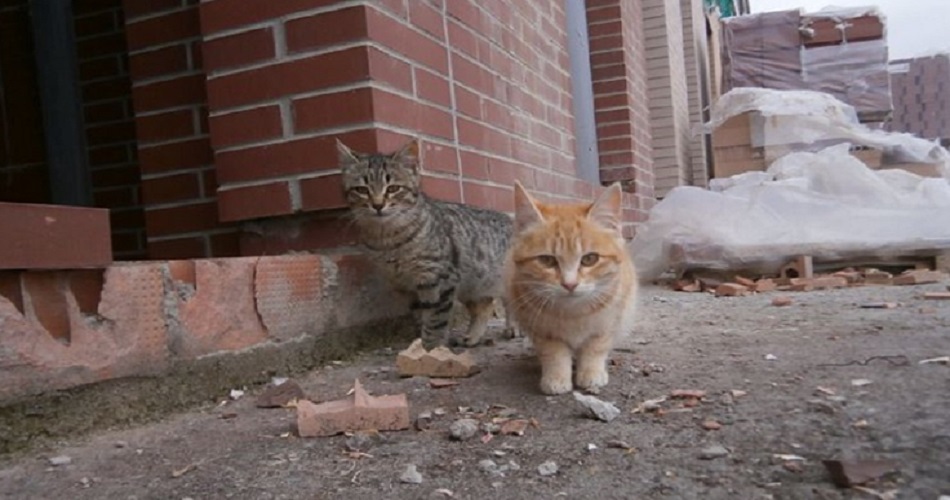 Foto 1 - Maltrato y asesinato de gatos callejeros alerta a Zamora  