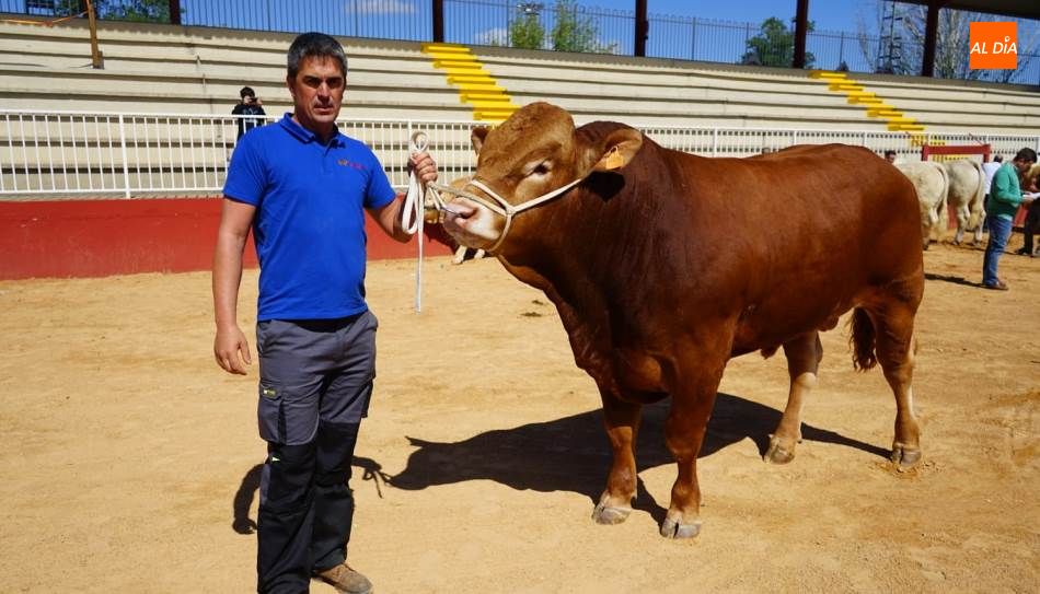 Nini, el toro limusín por el que han pagado 15.000 euros
