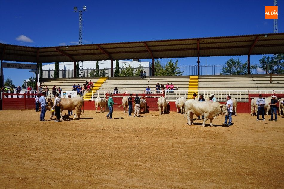 Foto 6 - Pagan 15.000 euros por ‘Nini’, el más valioso de la subasta nacional de ganado de Salamanca 