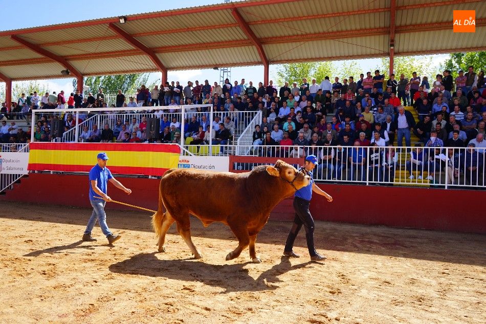 Foto 5 - Pagan 15.000 euros por ‘Nini’, el más valioso de la subasta nacional de ganado de Salamanca 