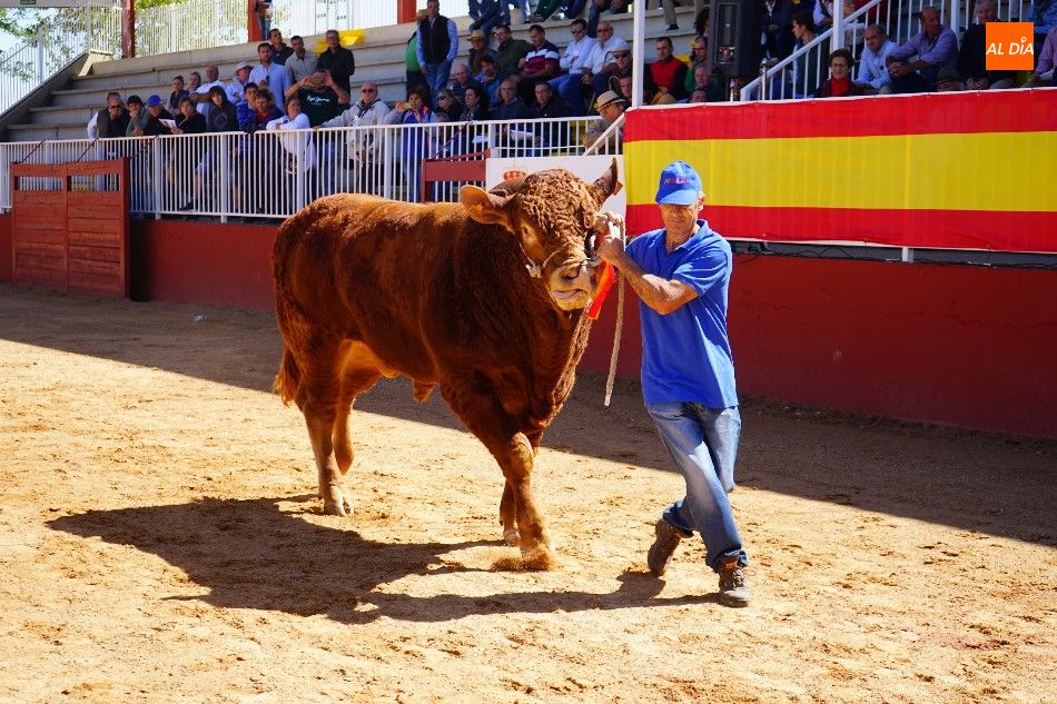 Foto 4 - Pagan 15.000 euros por ‘Nini’, el más valioso de la subasta nacional de ganado de Salamanca 