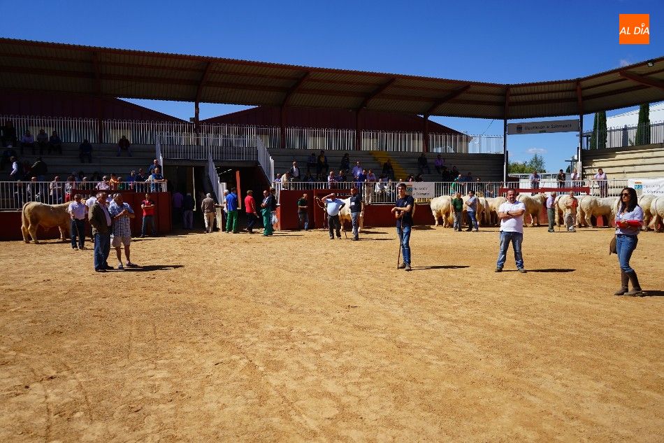 Foto 2 - Pagan 15.000 euros por ‘Nini’, el más valioso de la subasta nacional de ganado de Salamanca 