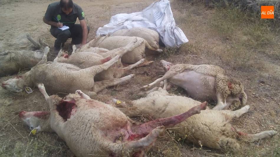 Al menos son ya cuatro ataques los registrados con cerca de 40 ovejas muertas / FOTO: ARCHIVO