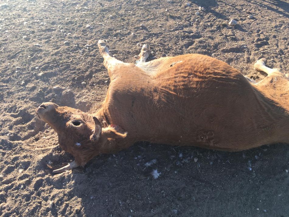 Foto 2 - Un ataque de buitres acaba con la vida de una vaca que estaba de parto en Vilvestre  