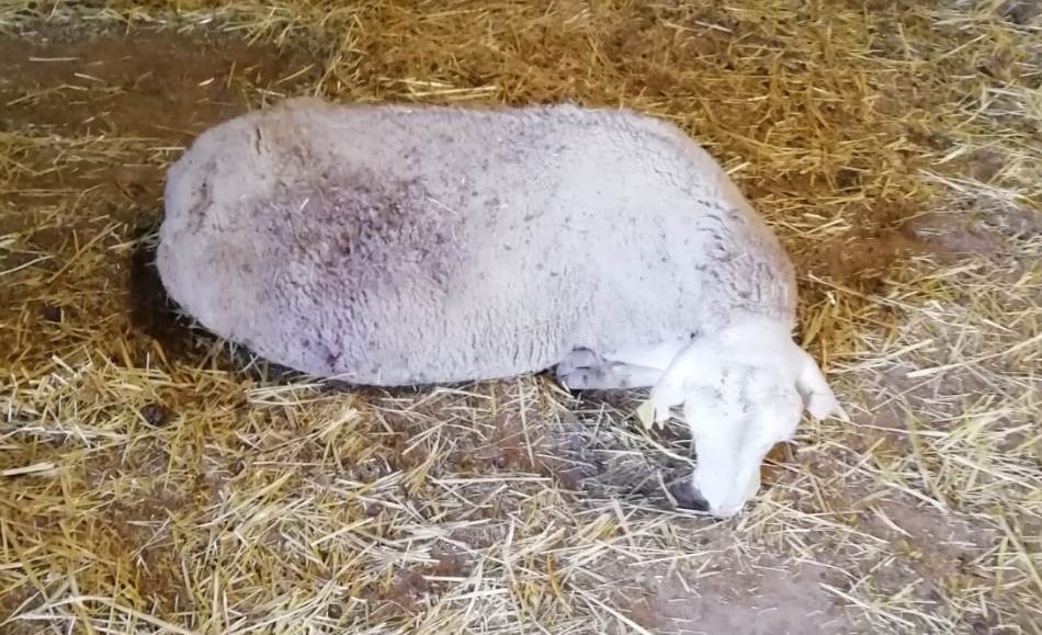 Foto 1 - Unos 40 buitres matan en Guadapero a una oveja a punto de parir  