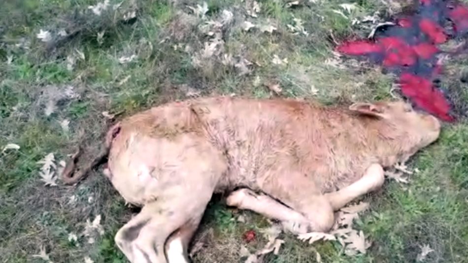 Ternero muerto junto a la vaca tras el parto en Villar de Peralonso