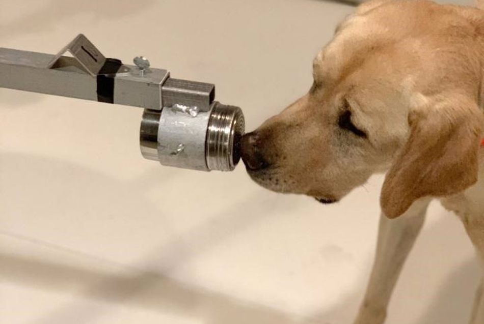 Poncho, un labrador de dos años y medio, fue uno de los perros entrenados para comprobar si su sensible olfato y el de sus compañeros podían discriminar las muestras positivas del SARS-CoV-2