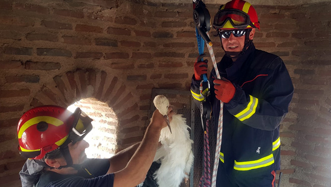 Los Bomberos de Peñaranda organizaban un operativo para recuperar una cigüeña atrapada en el campanario de la iglesia parroquial