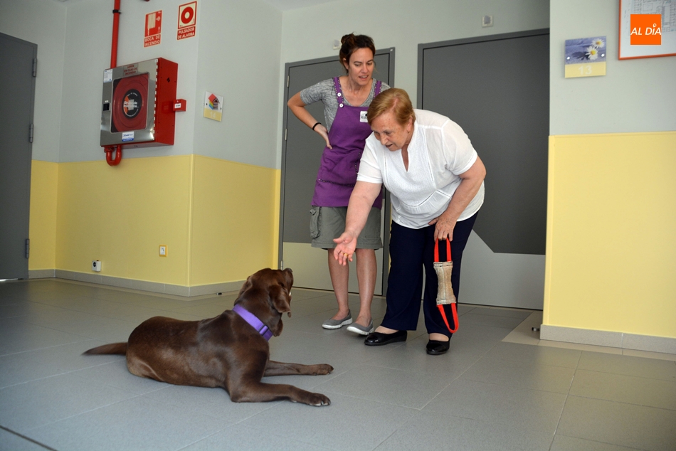 Foto 2 - El equipo canino del CRE de Alzheimer de Salamanca que ayuda a las personas con demencia