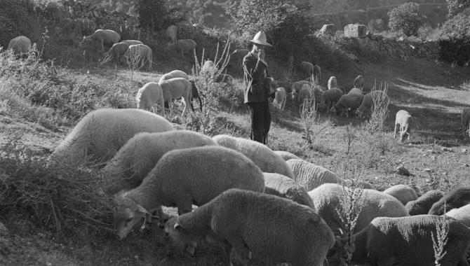 Foto 1 - La vida y el trabajo de pastor