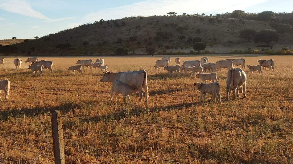 Un ganadero con una explotación tipo de 200 vacas deberá asumir unos gastos extraordinarios de 27.000 euros