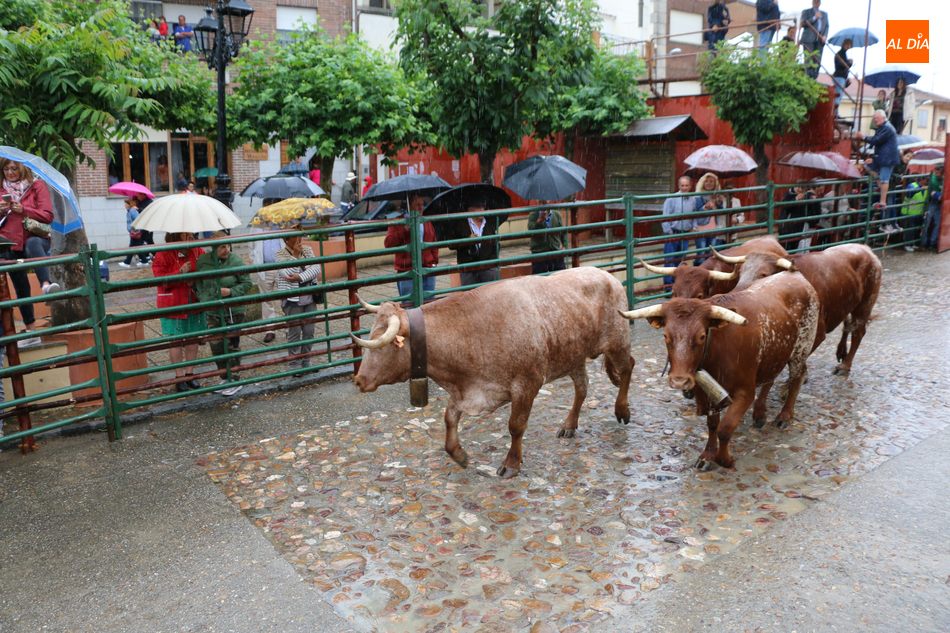 Foto 4 - Bonito encierro de Madrazo en Hinojosa a pesar de la lluvia  