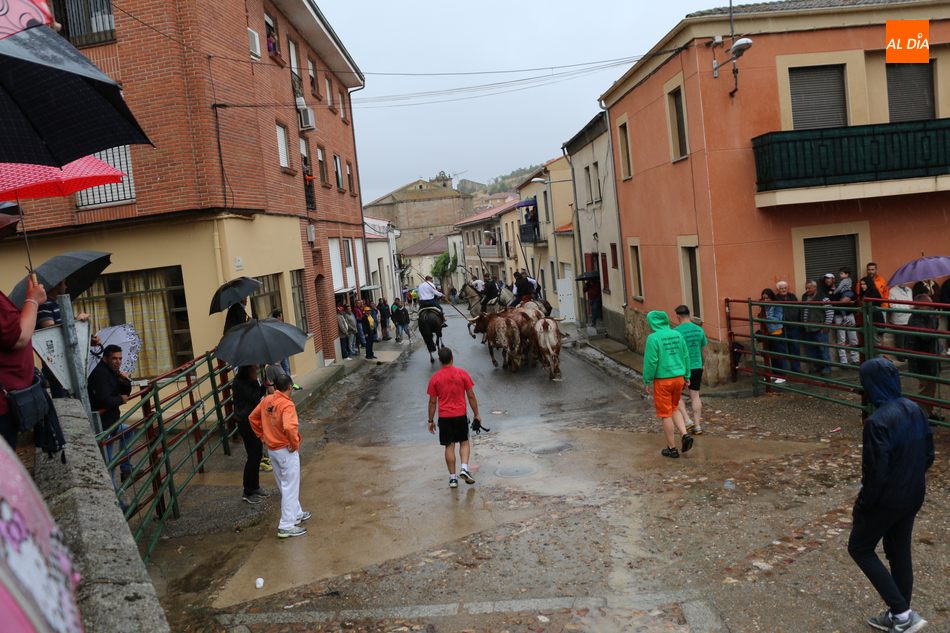 Bonito encierro de Madrazo en Hinojosa a pesar de la lluvia  