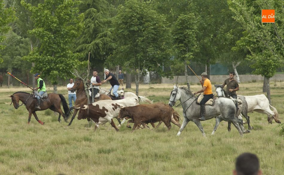 Foto 6 - Largo pero divertido segundo encierro a caballo en Navasfrías  