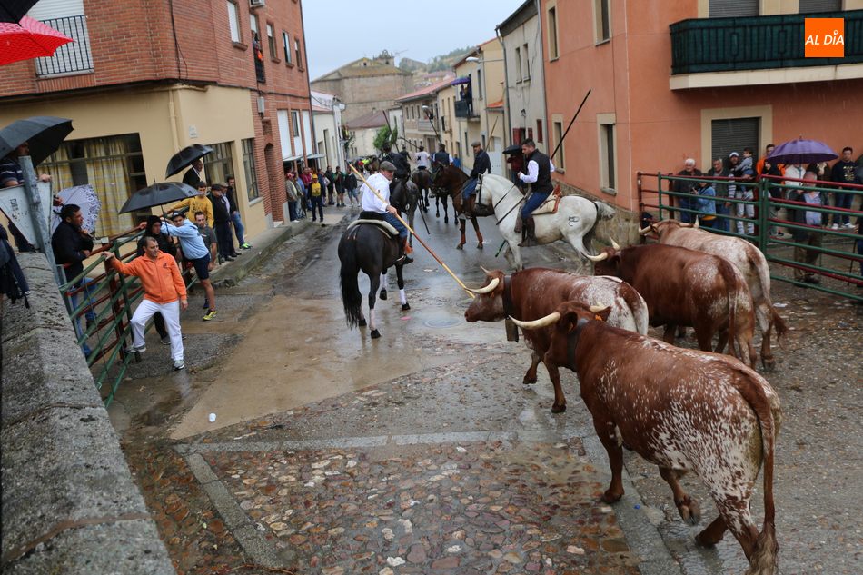Foto 2 - Bonito encierro de Madrazo en Hinojosa a pesar de la lluvia  