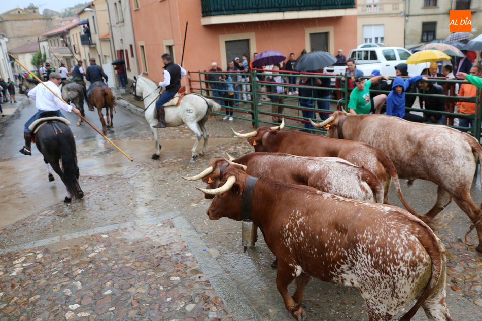 Foto 6 - Bonito encierro de Madrazo en Hinojosa a pesar de la lluvia  