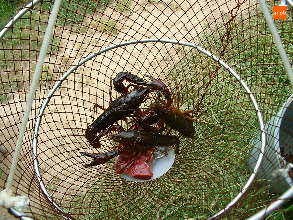 Foto 2 - Arranca la temporada de cangrejos con cambio en la normativa  