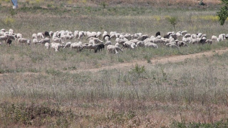 Un rebaño de ovejas pastando / Agronews