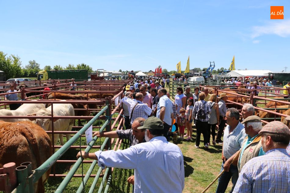 Numeroso público acudía este miércoles a la Feria Ganadera de San Isidro en Lumbrales / CORRAL