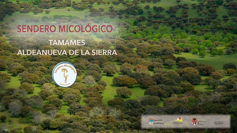 Foto 2 - Tamames –Aldeanueva de la Sierra, nuevo sendero micológico para la provincia salmantina