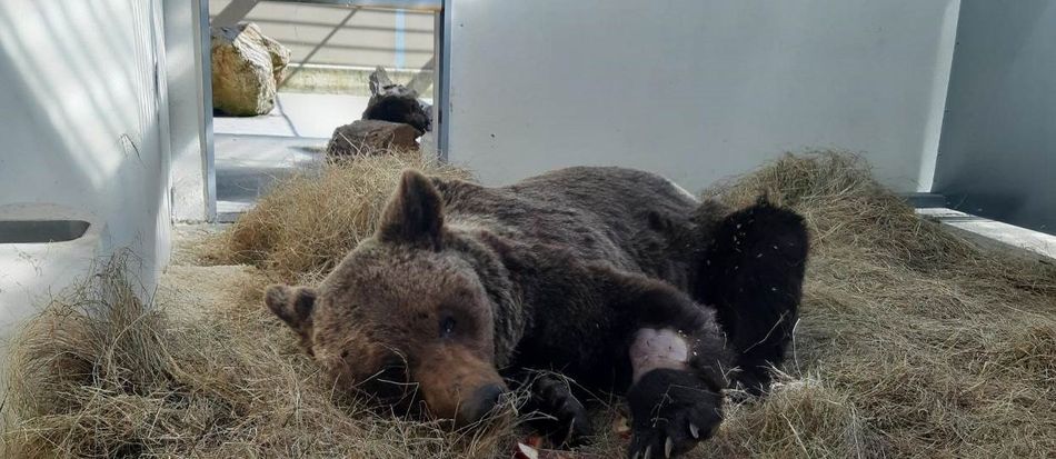 Foto 1 - El oso pardo hallado en un arroyo del municipio leonés de Palacios del Sil se encuentra en estado...